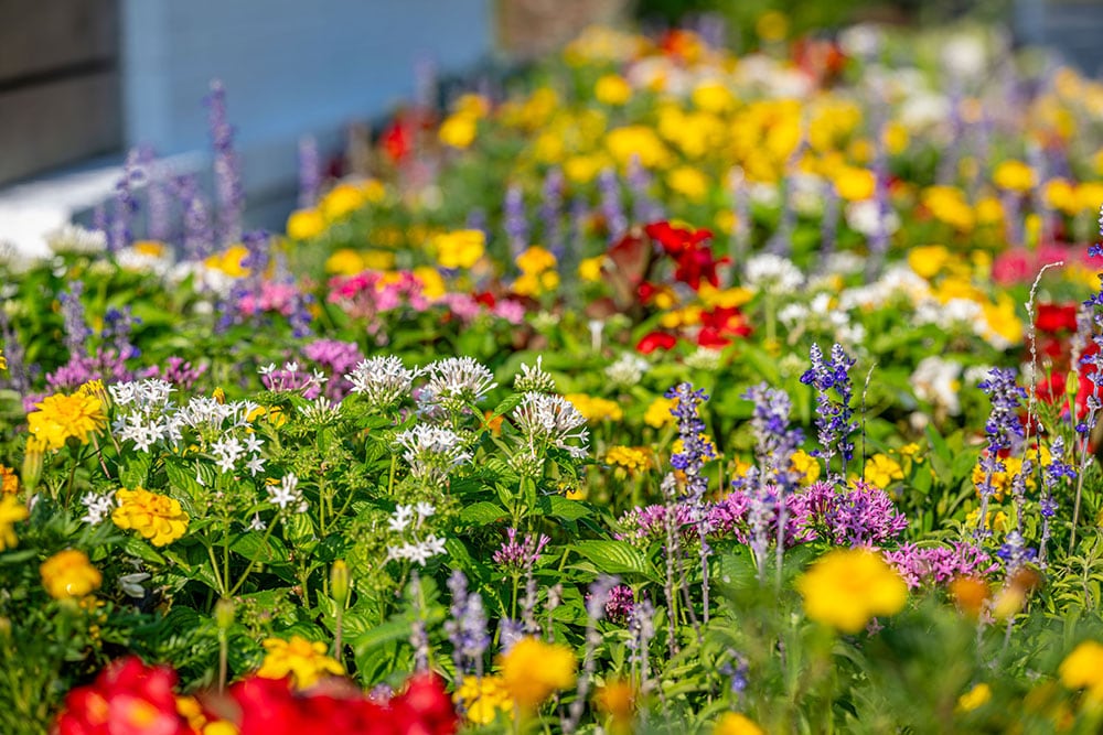 Sun State Landscaping Seasonal Commercial