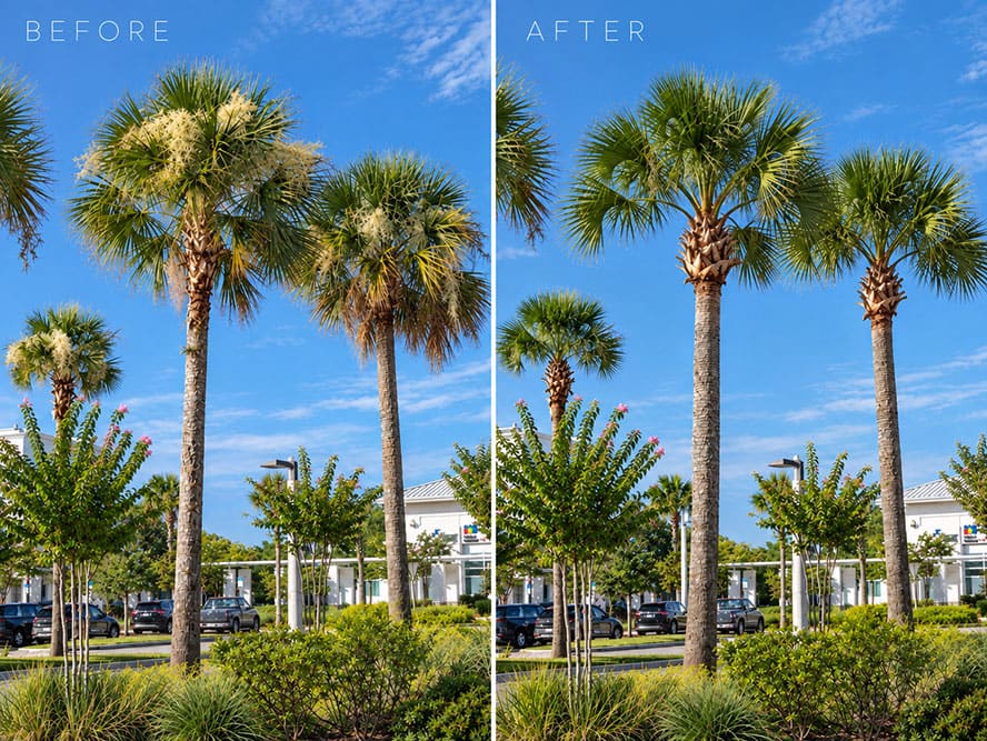 Sun State Maintenance Arbor Care #1