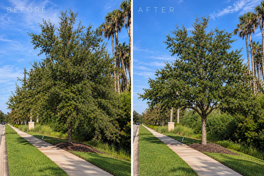 Sun State Maintenance Arbor Care #3