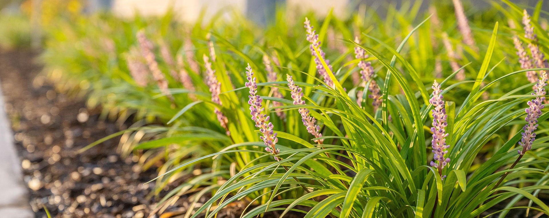 flower bed
